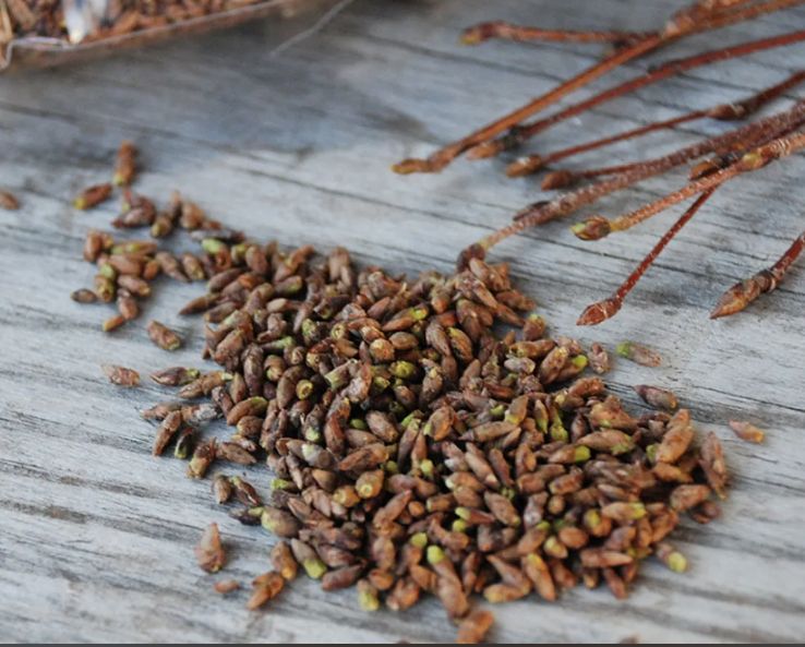 ������ ���� �������� ������������ �����: ������� � ������� ��� ��������