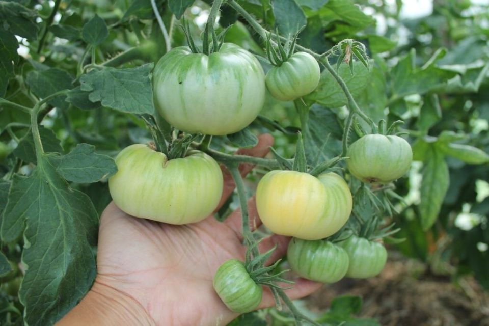 ��� ���������� �������� ������������� ������: ������, ����� � ���������