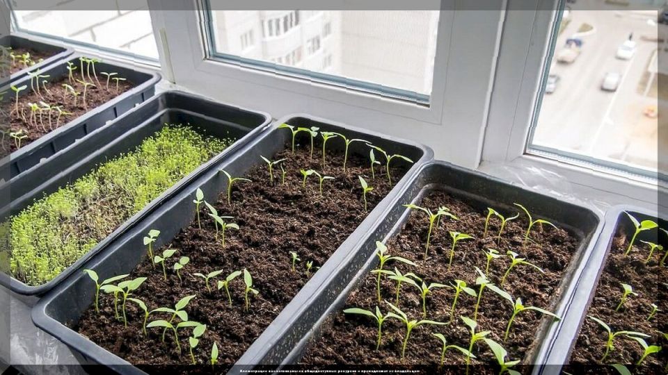 ������� ������� ��� ������: �������� �� ����� ������ ��������