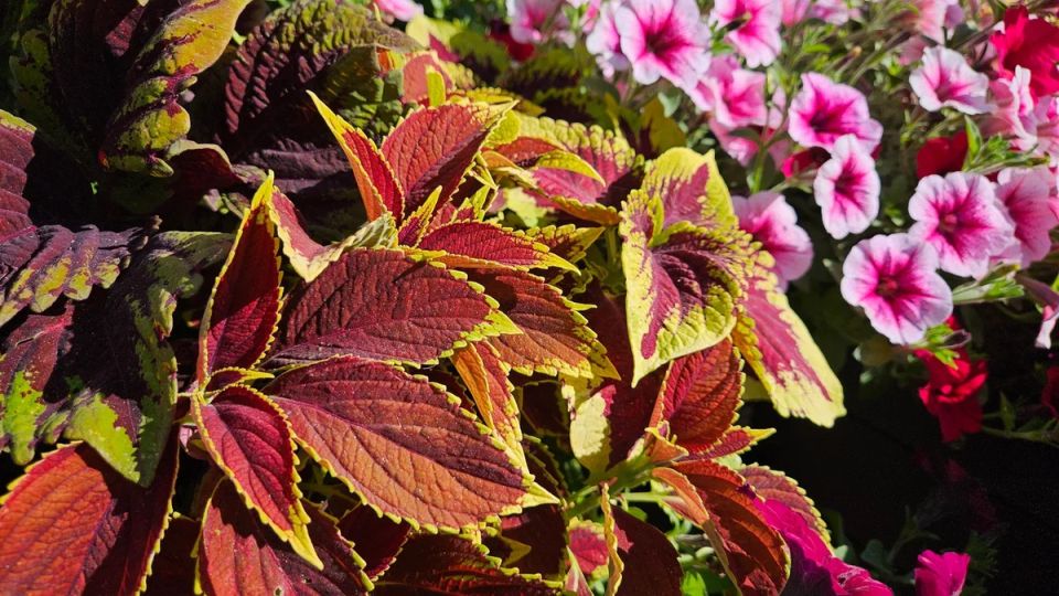 ������ ��� �����������: ��� ����� ����� ��� ���������� ��������