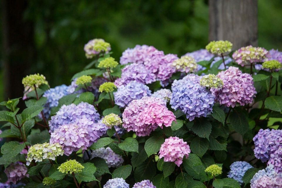 ��������� ���������: ��� ������� �������� ������ �������