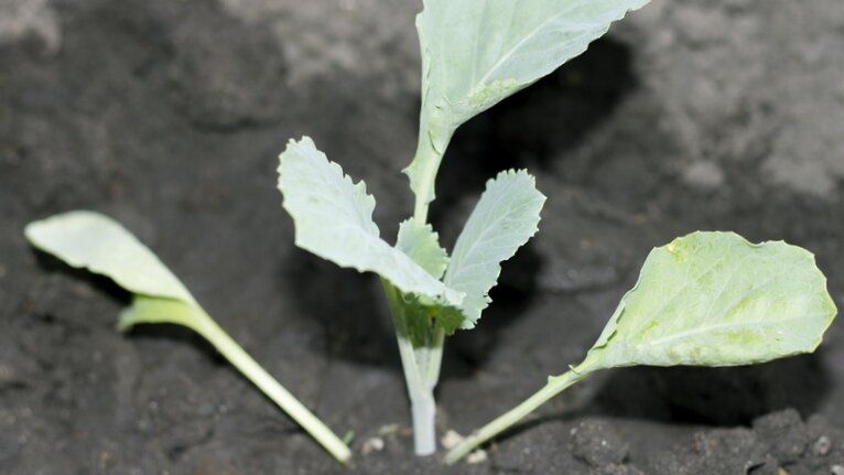 ��� ���������� ��������� ������� �������: ������ ������� �������