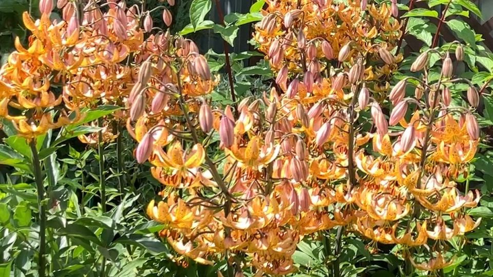 ����� �������: ���������� ������� �������