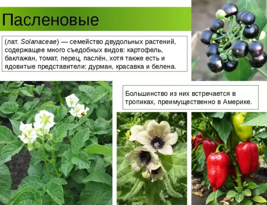 Опасные баклажаны: что нужно знать о недозрелых и перезрелых овощах