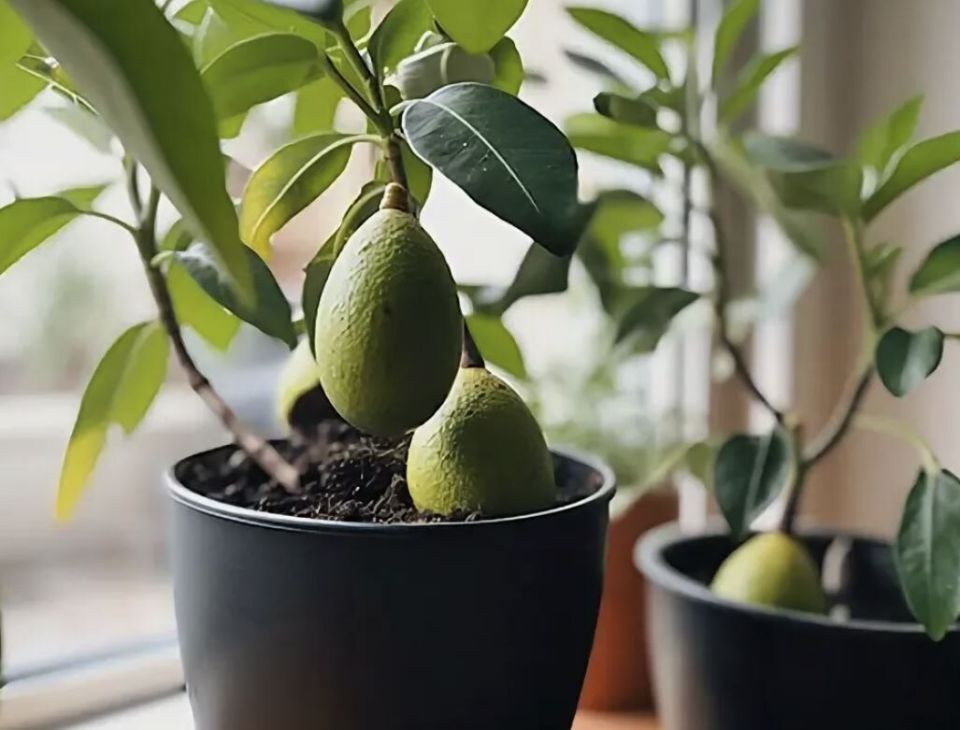 ��� ��������� ������� �� ��������: ������������ ������ ��� ������ ��������� ����