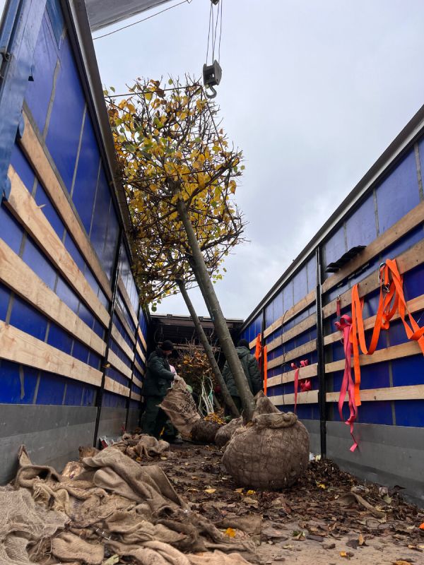 Как правильно сажать деревья осенью: полезные советы для садоводов