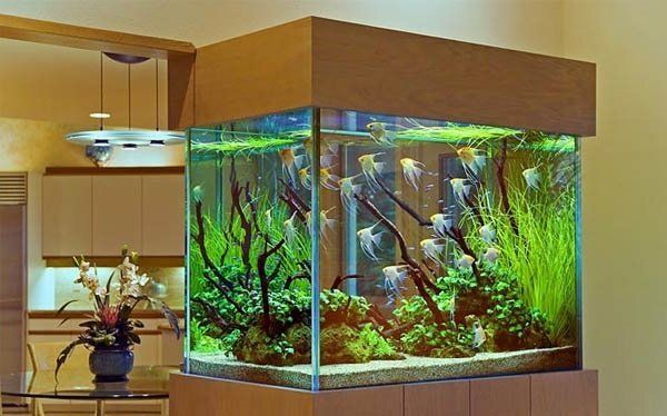 Что делать, если ребенок мечтает об аквариуме и рыбках?