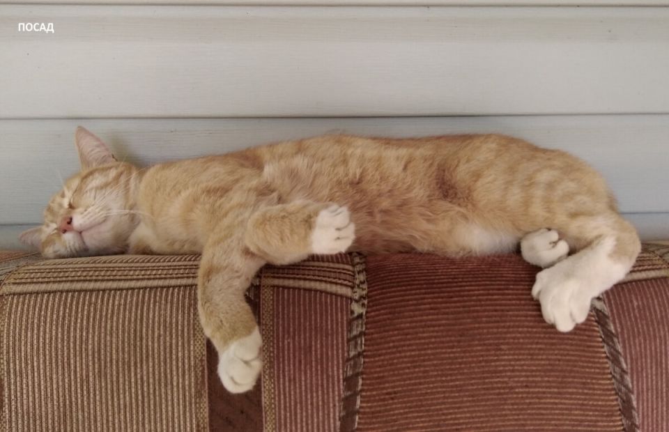 ��� �������� ������� �� ����-����������? ������� ������� ������� ��������� ���������� �� ���� ��������