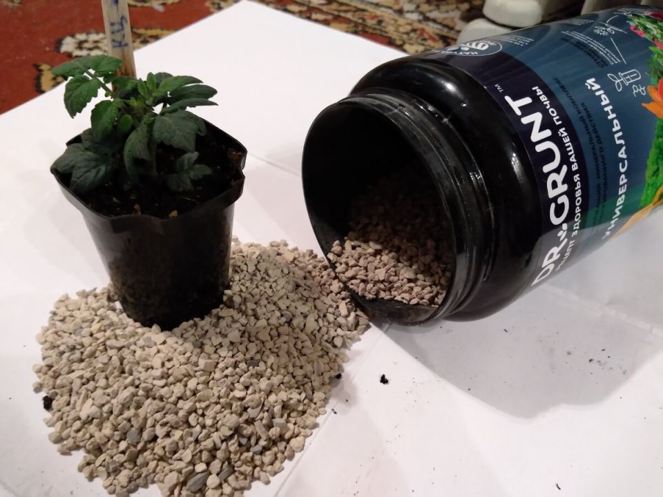 ��� ������ ����: �������� ����������� ������� � ����� �������� �� Dr.Grunt