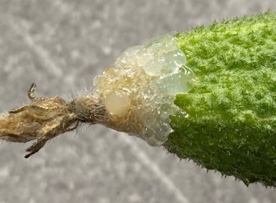 Как эффективно бороться с белой гнилью на огурцах