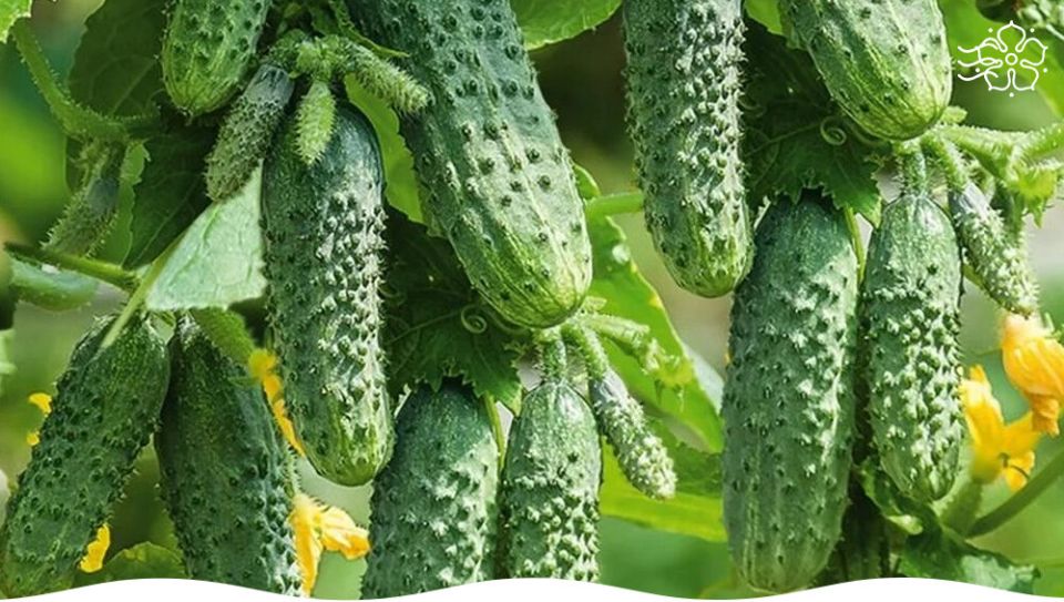 ������ ������ F1: ��� �������� �������� � �������