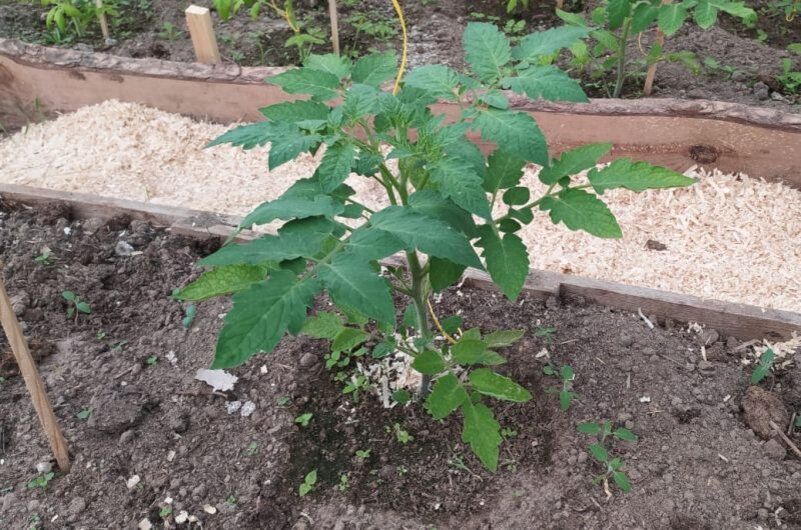 ���-5 ������ ��� ����������� ������� � �������