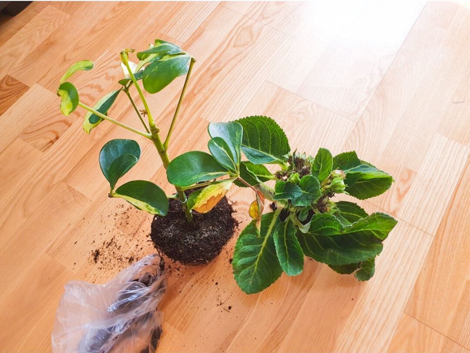 �������� ��?�����: ������������ ���������� ���������� ��������