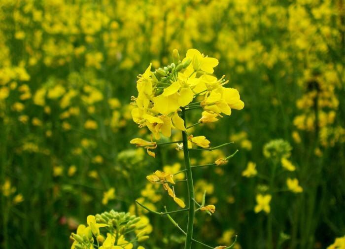 Сажаем осенью: лучшие культуры для вашего сада