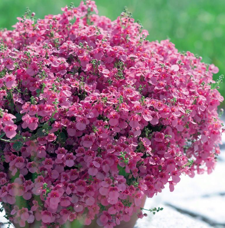 ������ ����� �������� �������: ������ ��� ��������� ����