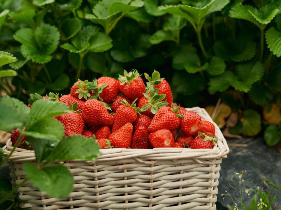 Клубника на пивной диете: как старое пиво обернулось настоящим деликатесом