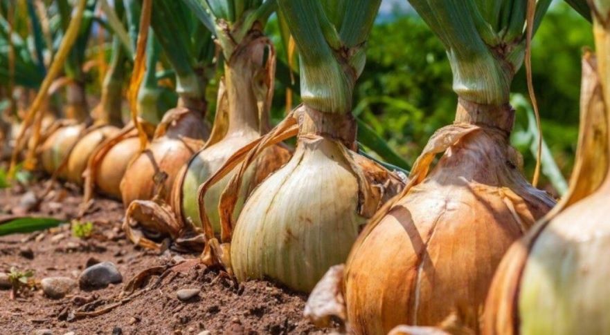 ��� �������� ������� ������ �� ����: �������� ������ ��� �����������