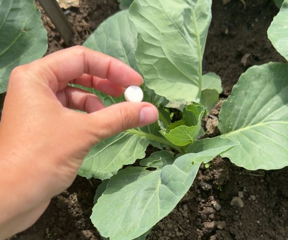 Надежная защита капусты: одно средство и никаких вредителей