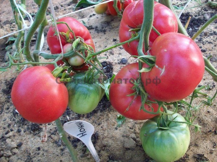 ���������� � ������: ��� ����� ����� � ������ ����� �.